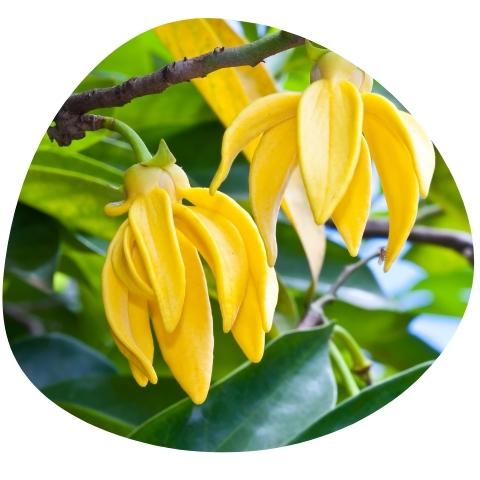 Prírodný esenciálny olej Ylang Ylang na menštruačné bolesti a PMS