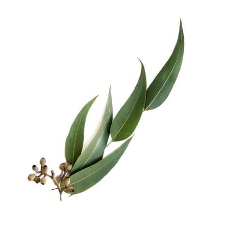 Prírodný esenciálny olej Eukalyptus najlepší liek na prechladnutie