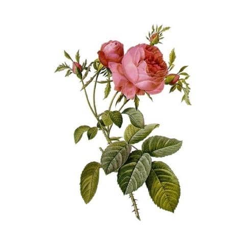 esenciálny olej z ruže na výrobu parfémov
