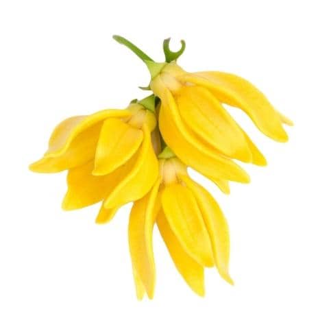 Prírodný esenciálny olej Ylang Ylang na ADHD syndróm