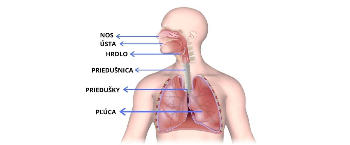 esenciálne oleje na horné a dolné dýchacie cesty