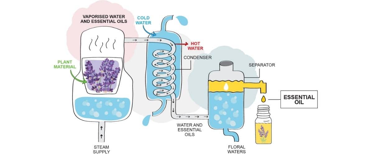 ako vyrobiť esenciálny olej - parná destilácia
